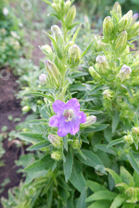 Скачать Фиолетовый цветок колокольчика фотосток Ozero