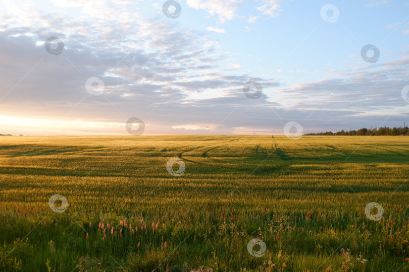 Скачать Сельский вечерний пейзаж фотосток Ozero