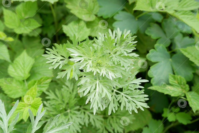 Скачать Изображение зеленых веточек полыни фотосток Ozero