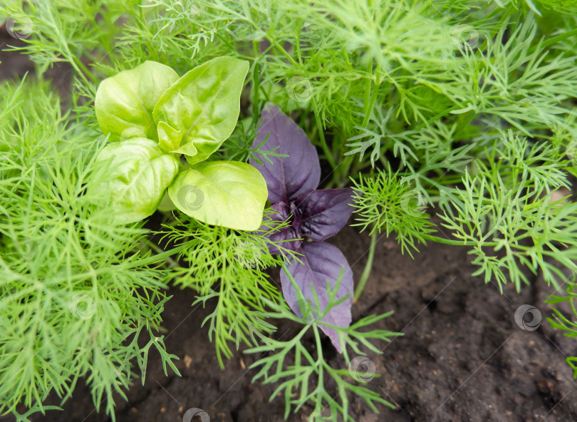 Скачать Свежий итальянский зеленый и фиолетовый базилик фотосток Ozero