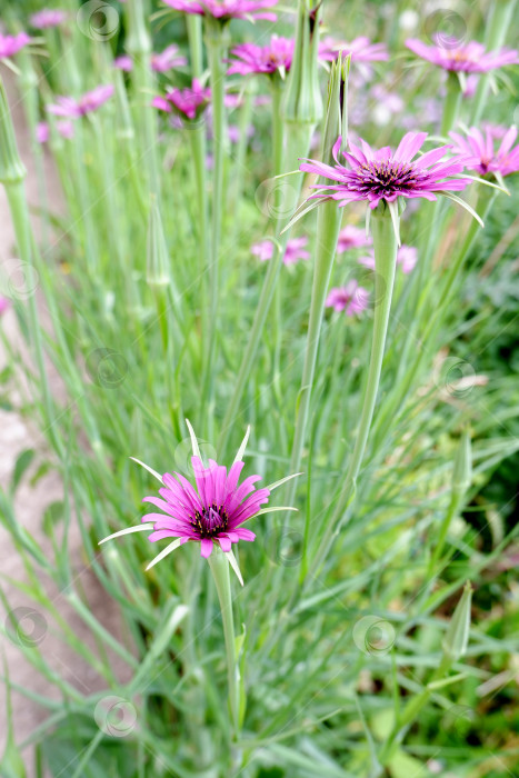 Скачать Фиолетовые цветки устричного растения фотосток Ozero