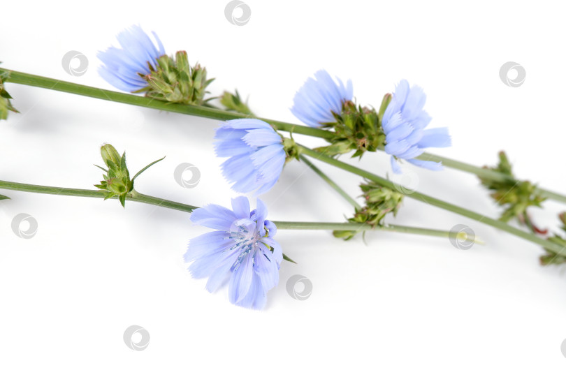 Скачать Веточки цикория с голубыми цветами фотосток Ozero