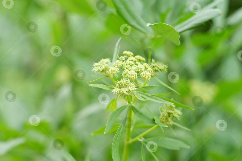 Скачать Цветок на зеленой веточке любистка фотосток Ozero