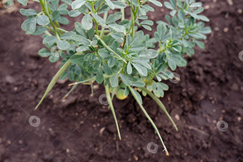 Скачать Растение представляет собой пажитник шамбала с листьями и длинными стручками фотосток Ozero