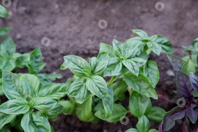 Скачать Итальянский базилик. Свежий молодой базилик растет на плодородной почве. фотосток Ozero