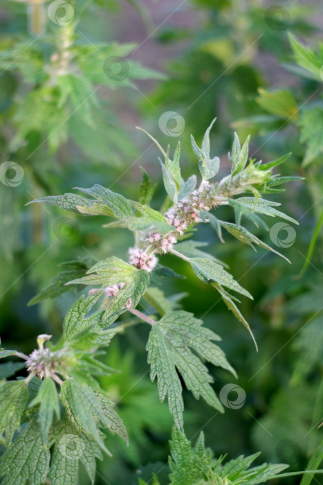 Скачать Растение Leonurus cardiaca. Маточное сусло с розовыми цветками фотосток Ozero