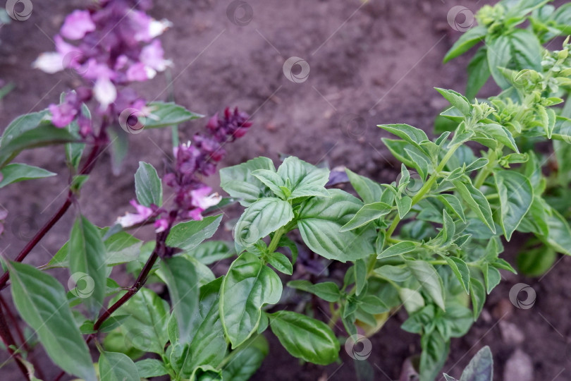Скачать Зеленый и фиолетовый полевой базилик. фотосток Ozero