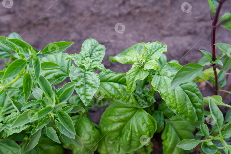 Скачать Листья итальянского базилика крупным планом. Свежий базилик растет в плодородной почве фотосток Ozero