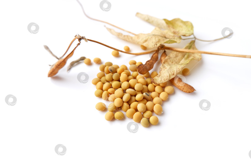 Скачать Максимальное количество глицина Соевые бобы, зерна, стручки фотосток Ozero