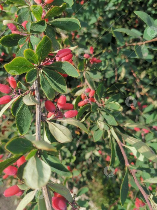 Скачать Листья и плоды кустарника рода Барбарис семейства Барбарисовых, растущего вдоль дороги. фотосток Ozero