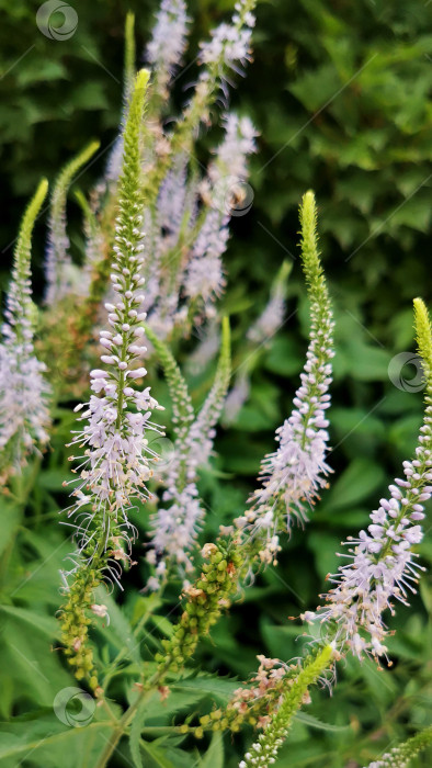 Скачать Цветы Eremurus Himalaicus фотосток Ozero