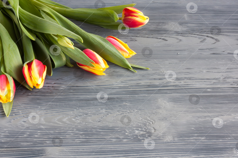 Скачать красные и желтые тюльпаны на сером деревянном столе фотосток Ozero