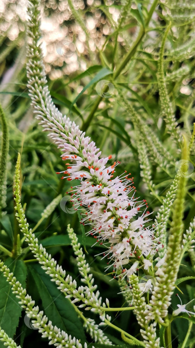 Скачать Цветы Eremurus Himalaicus фотосток Ozero