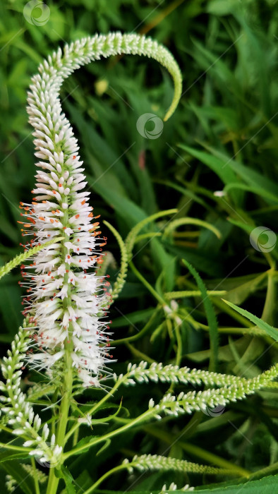 Скачать Цветы Eremurus Himalaicus фотосток Ozero