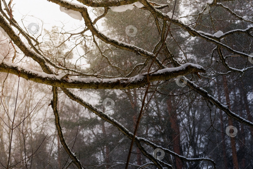 Скачать Снежная пыль Мещерского леса фотосток Ozero