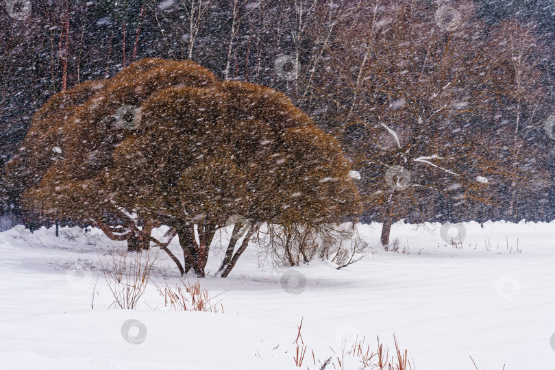 Скачать Мещерский лес в метель фотосток Ozero