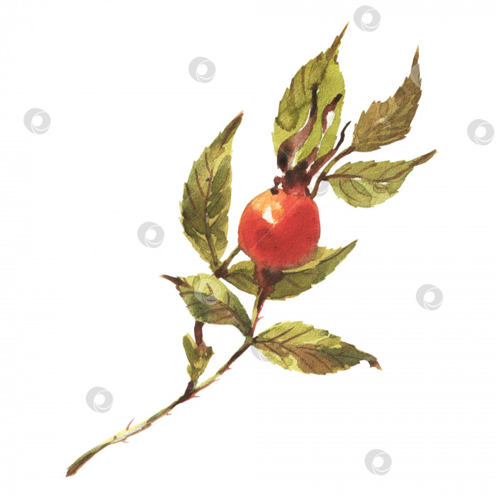 Скачать Ветка шиповника, шиповника с красными ягодами и зелеными листьями. фотосток Ozero