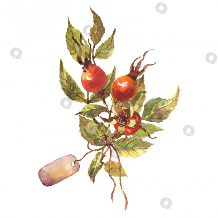 Скачать Акварельный шиповник с букетом ягод, биркой, бантом, выделенный на белом фоне. фотосток Ozero