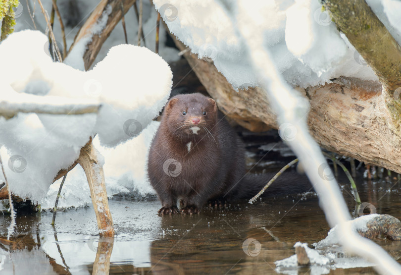 Скачать Американская норка. фотосток Ozero