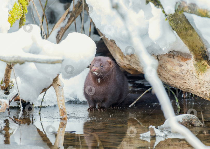 Скачать американская норка фотосток Ozero