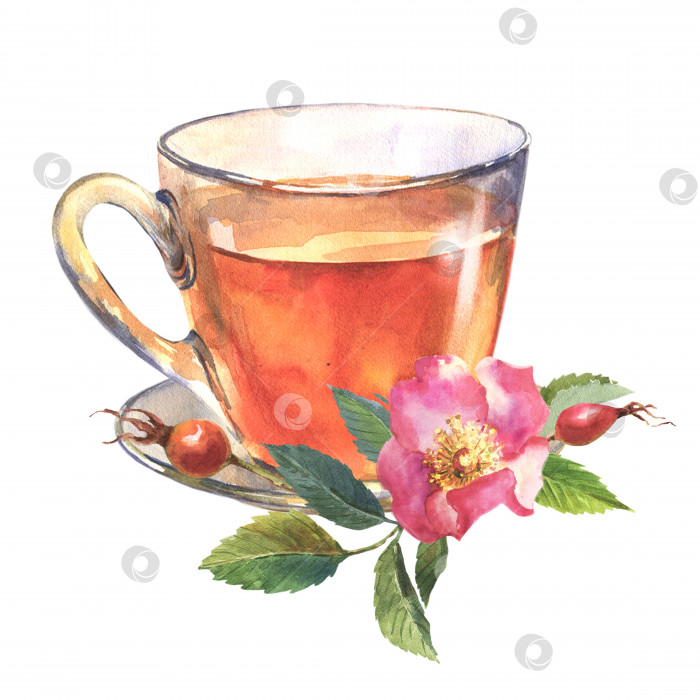 Скачать Травяной чай со свежими красными цветками шиповника. Акварельная иллюстрация, изолированная на белом фоне фотосток Ozero