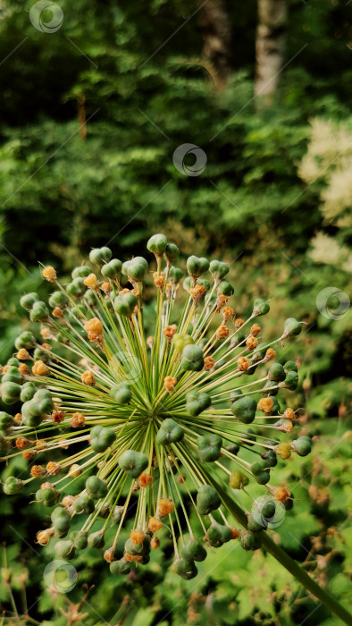 Скачать Лук Allium Giganteum цветущий фотосток Ozero