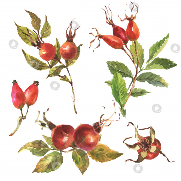 Скачать Акварельный набор из шиповника, шиповника с красными ягодами и зелеными листьями на белом фоне. фотосток Ozero
