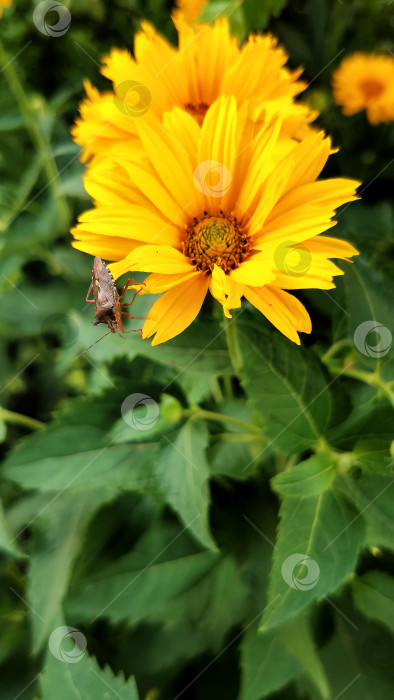 Скачать Подсолнухи Helianthus annuus фотосток Ozero