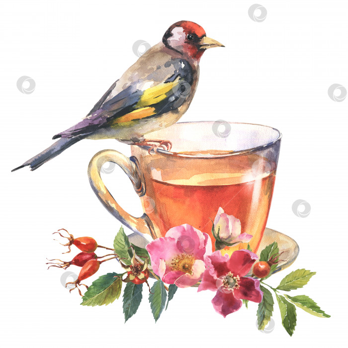 Скачать Чашка травяного чая со свежими розовыми цветами шиповника и птицей щегол, выделенными на белом фоне фотосток Ozero