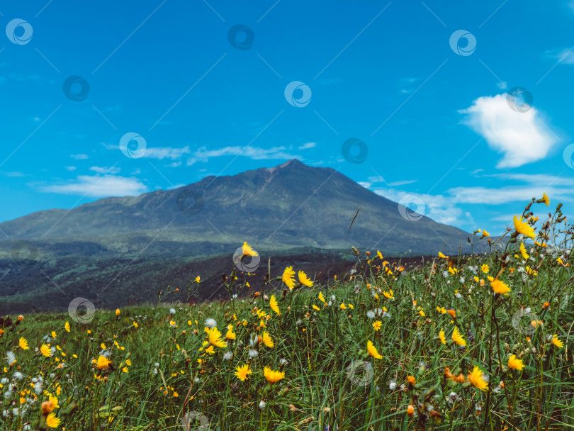 Скачать Полевые цветы на фоне вулкана на острове Итуруп, Курилы. фотосток Ozero