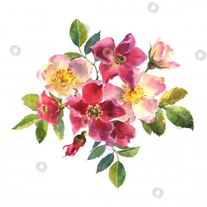 Скачать Акварельная ботаническая иллюстрация, белые и розовые цветы шиповника, клипарт с композицией из шиповника. фотосток Ozero