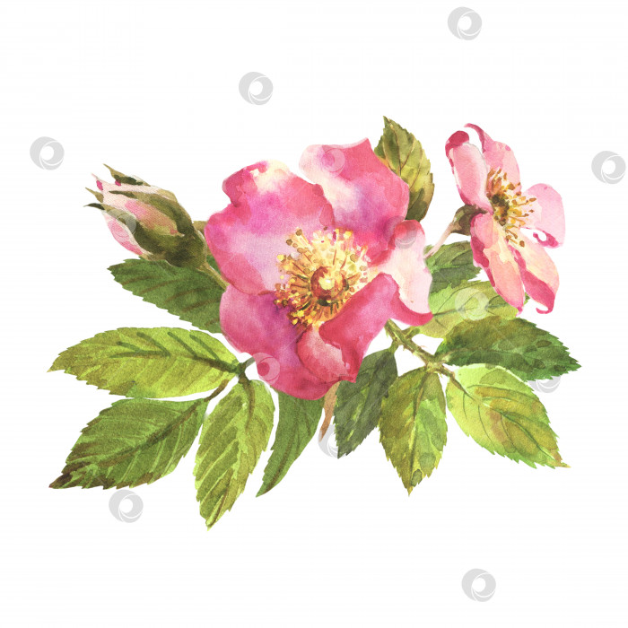 Скачать Акварельная ботаническая иллюстрация, розовые цветы шиповника, клипарт с композицией из шиповника. фотосток Ozero