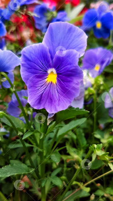 Скачать Голубой цветок анютиных глазок фотосток Ozero