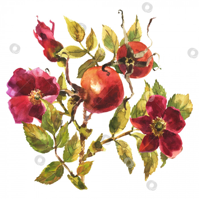 Скачать Акварельный шиповник с ягодами, цветами и зелеными листьями, выделенный на белом фоне. фотосток Ozero