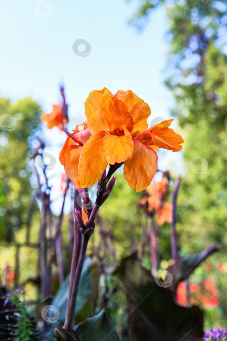 Скачать Одинокий оранжевый цветок канны Вайомингской на фоне пышной зеленой листвы, тропическое декоративное растение с яркими лепестками, сфотографированное на открытом воздухе при естественном освещении фотосток Ozero