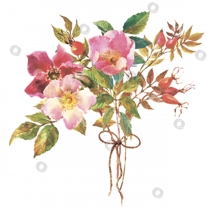 Скачать Акварельный шиповник с ягодами, цветами и зелеными листьями, выделенный на белом фоне. фотосток Ozero