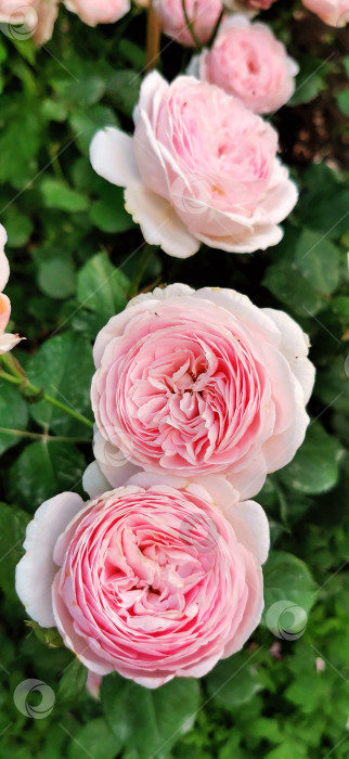 Скачать Розовые цветы в обильном цветении фотосток Ozero