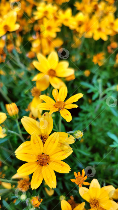 Скачать Желтый цветок Газании фотосток Ozero