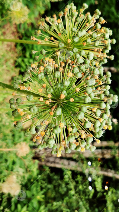 Скачать Лук Allium Giganteum цветущий фотосток Ozero