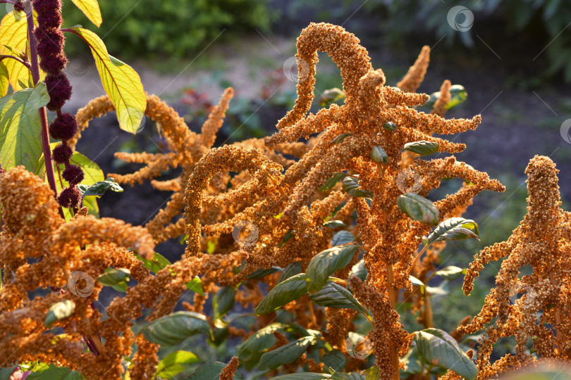 Скачать Желтые цветы амаранта в летнем саду. Амарант в лучах солнца. фотосток Ozero