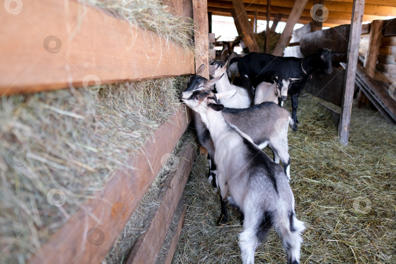 Скачать Разведение чистокровных альпийских коз на ферме. Молочные козы без рогов. Козы смотрят в камеру и едят сено фотосток Ozero