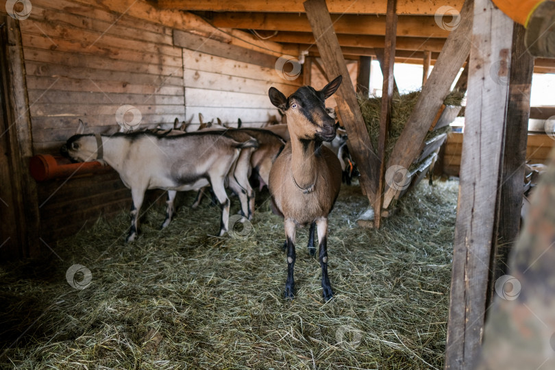 Скачать Разведение чистокровных альпийских коз на ферме. Молочные козы без рогов. Козы смотрят в камеру и едят сено фотосток Ozero
