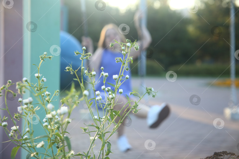 Скачать Нежные белые цветы крупным планом фотосток Ozero