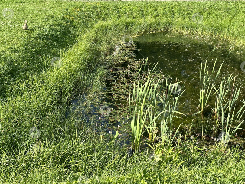 Скачать Пруд фотосток Ozero