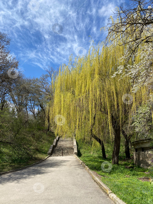 Скачать Плакучая ива фотосток Ozero