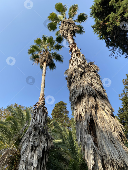 Скачать Пальмы фотосток Ozero