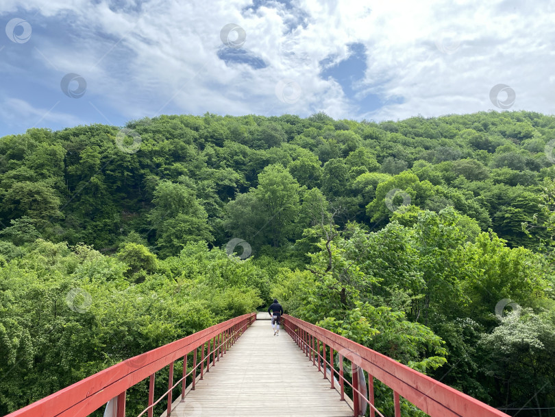 Скачать Мост в лесу фотосток Ozero