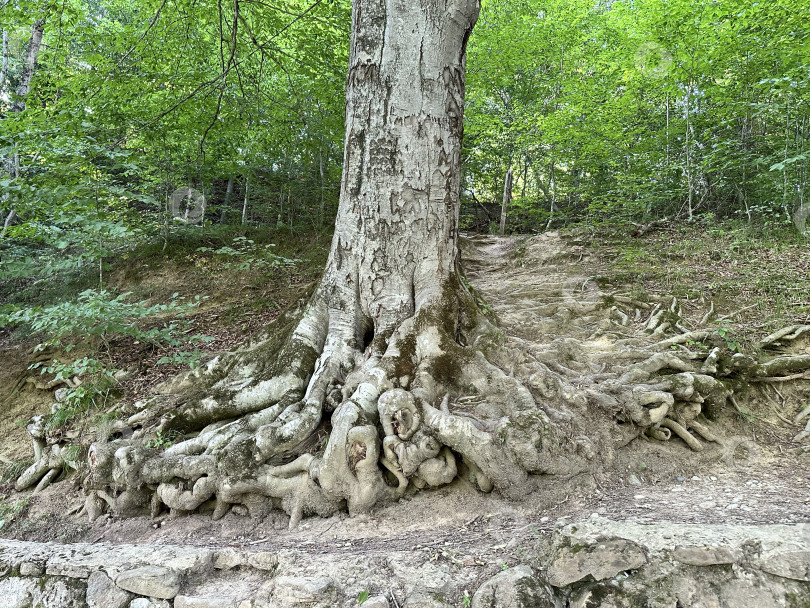 Скачать Большое дерево фотосток Ozero
