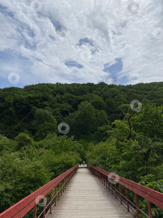 Скачать Мост в лесу фотосток Ozero