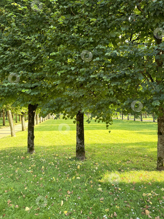 Скачать Лужайка фотосток Ozero